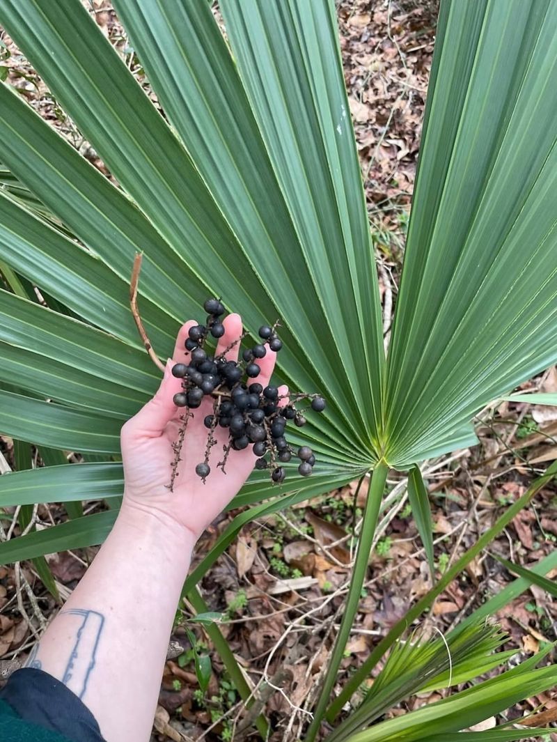 Provides Wildlife And Pollinator Value