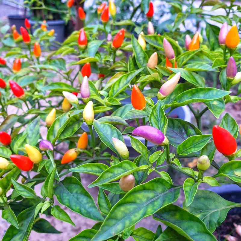 Pepper (Capsicum Annuum)