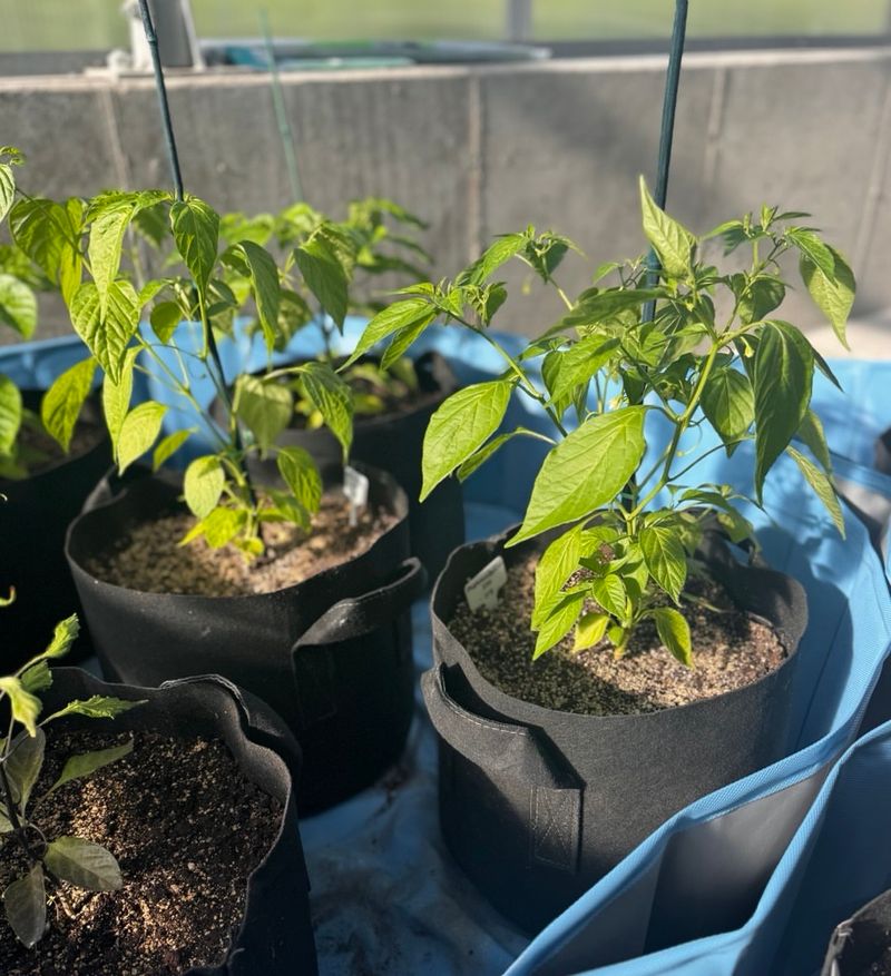 Peppers (Sweet And Hot)