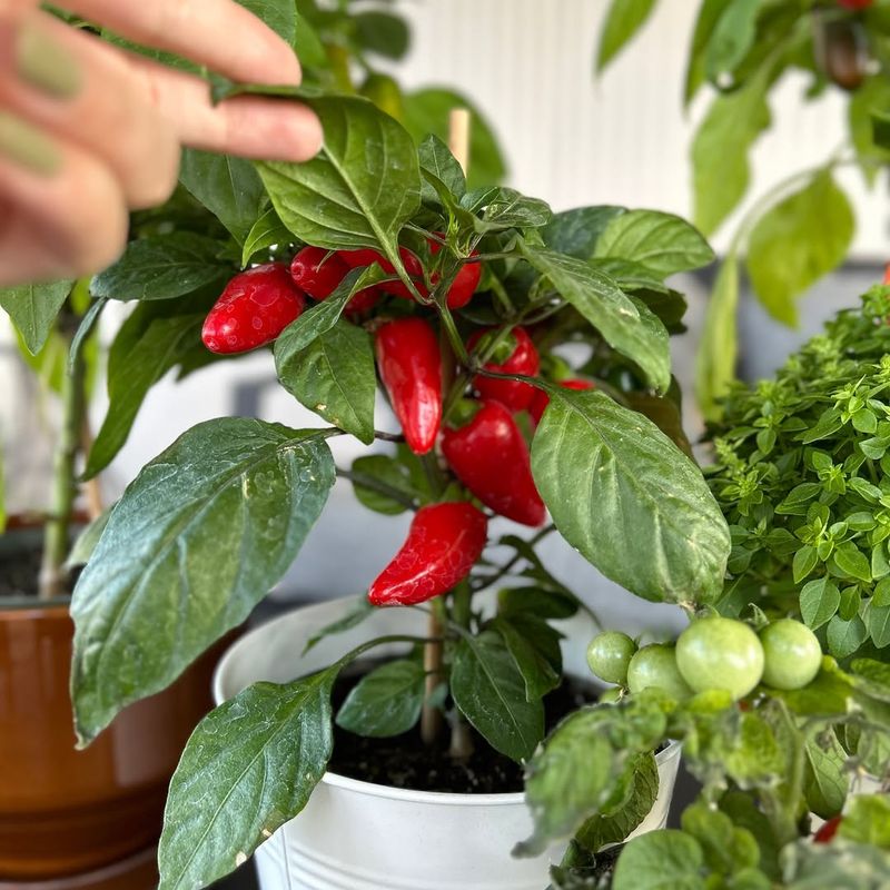Peppers Need An Early Indoor Start For Strong Plants
