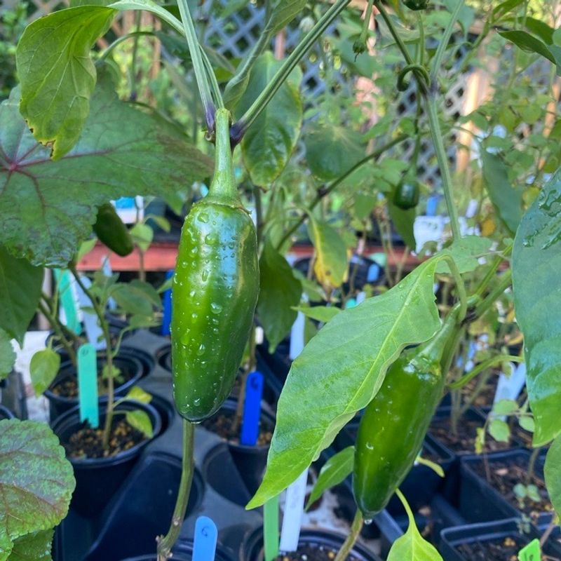 Peppers (Capsicum Annuum)