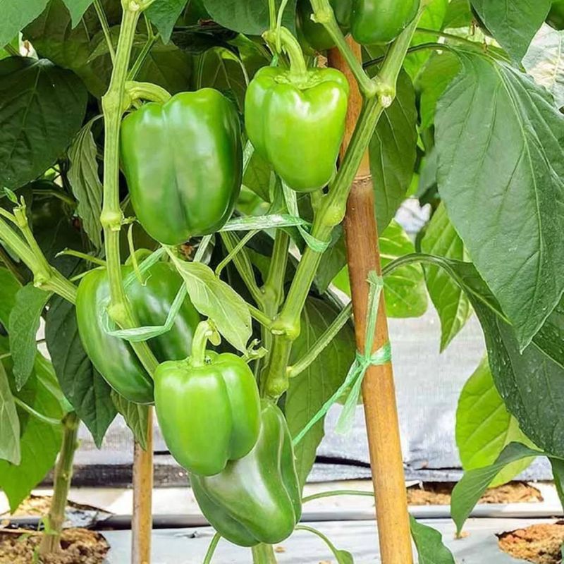 Bell Peppers (Capsicum Annuum)