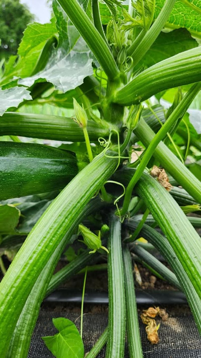 Zucchini (Cucurbita pepo)