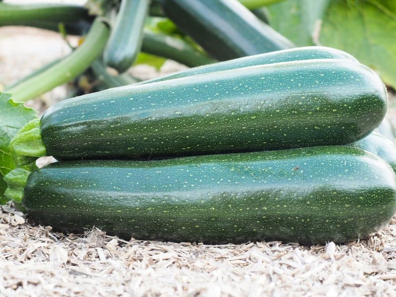 Cucumbers and Summer Squash
