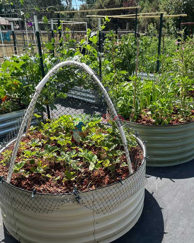 Peppers Love The Extra Heat Raised Beds Provide