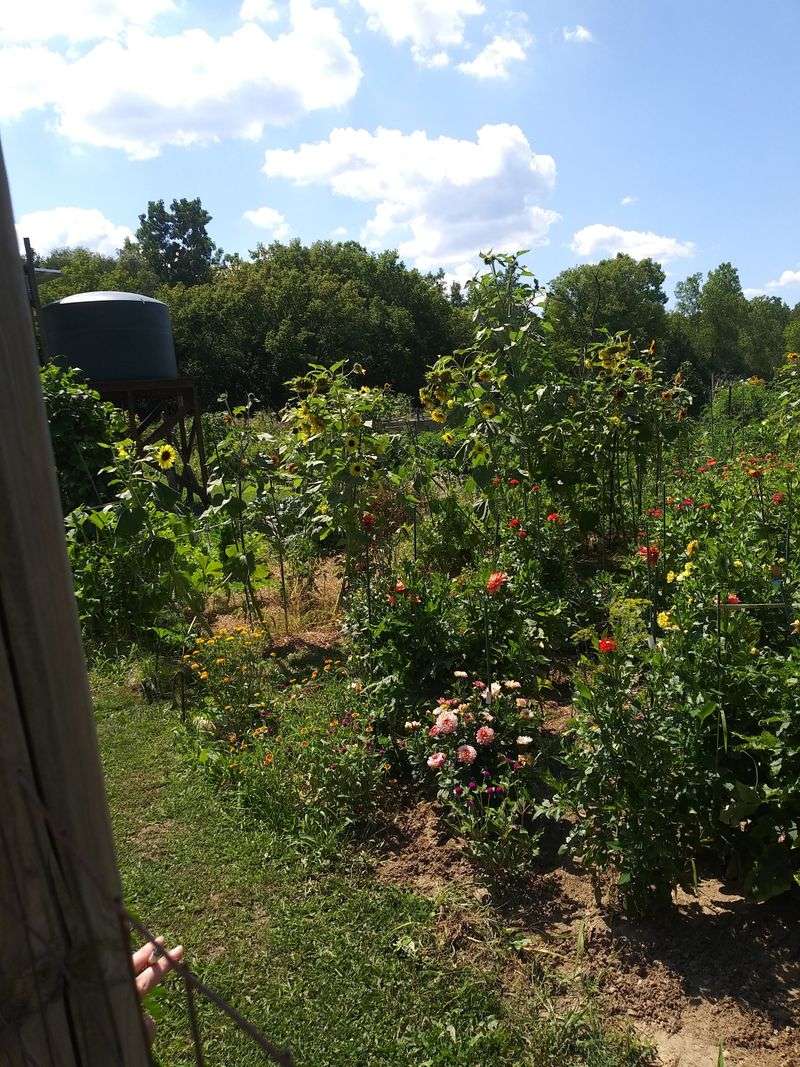 Chelsea Community Garden - Chelsea, MI