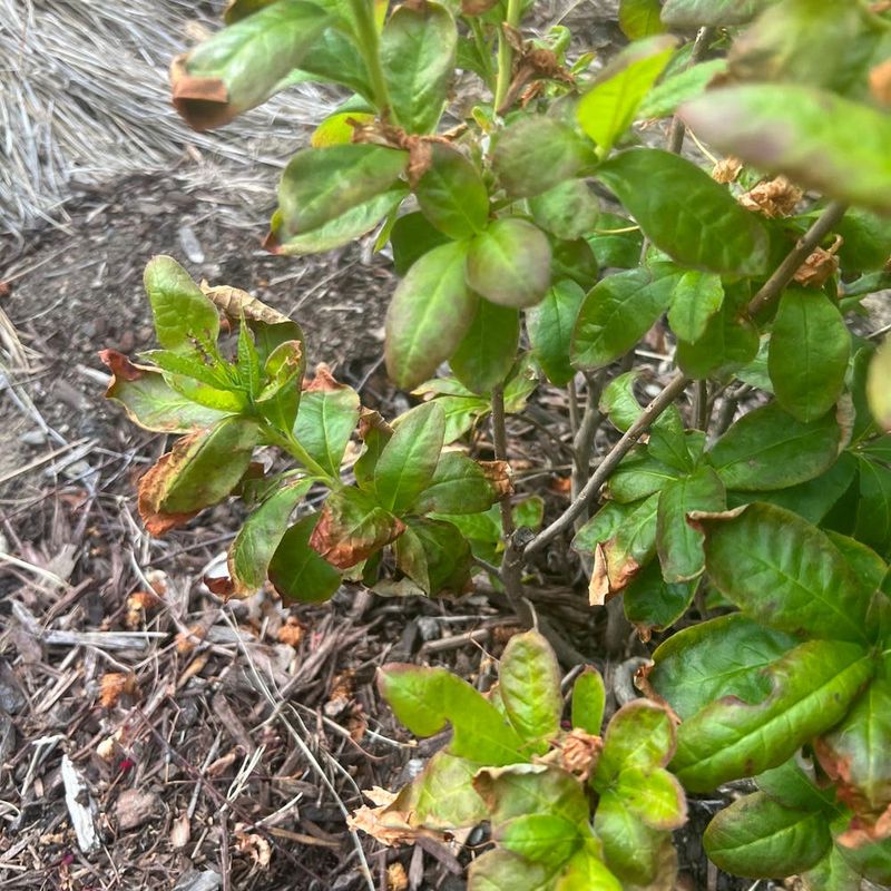 Poor Soil Drainage Can Damage Roots