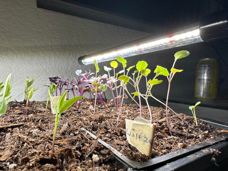 Low-Quality Light Makes Seedlings Reach