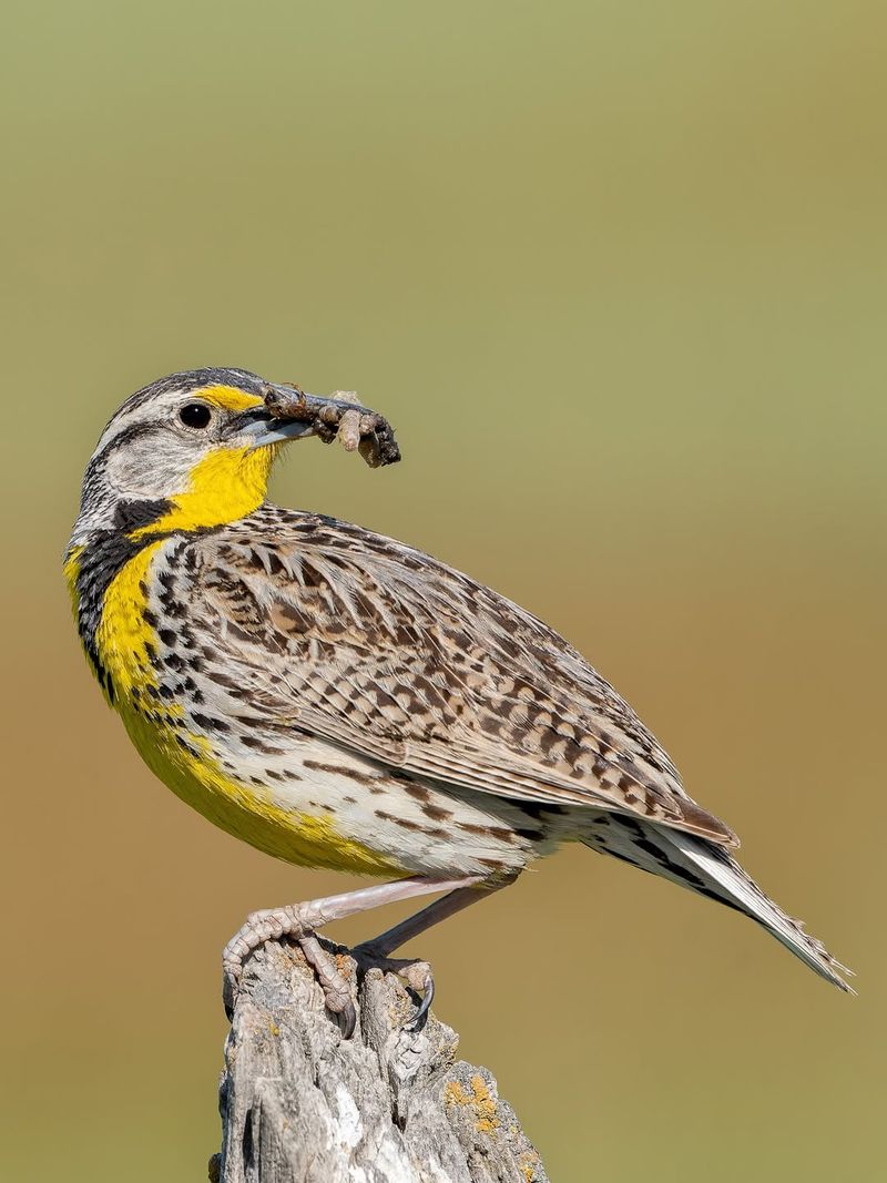 Pesticides Driving Birds Away