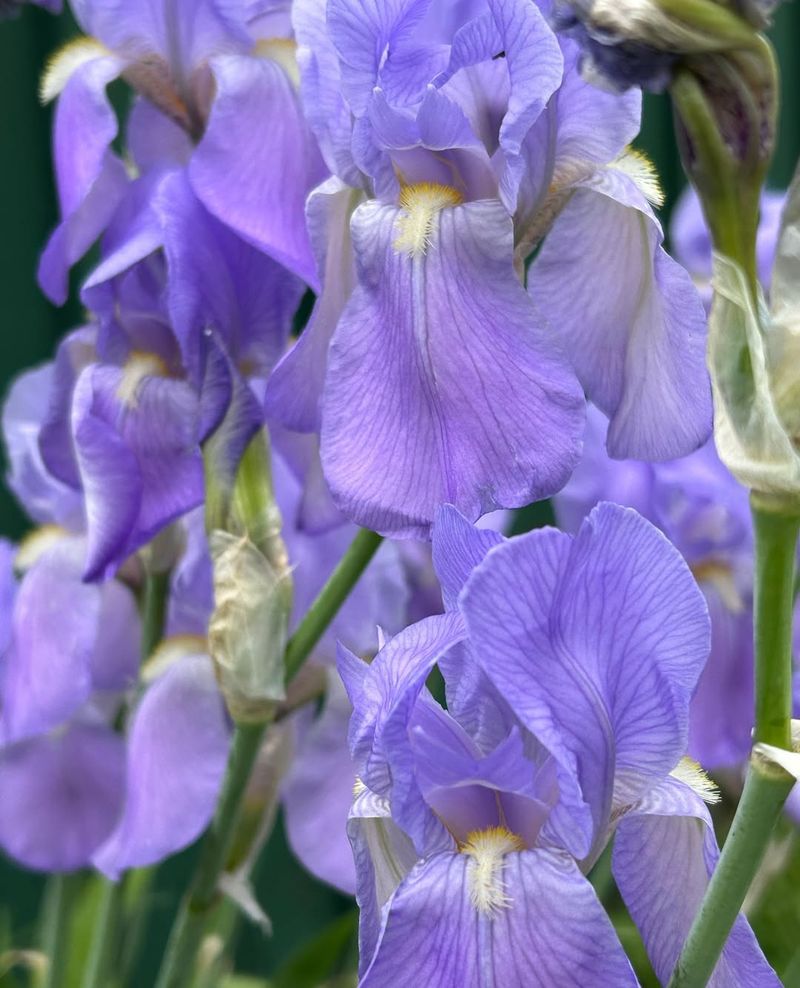 Not Enough Winter Chill