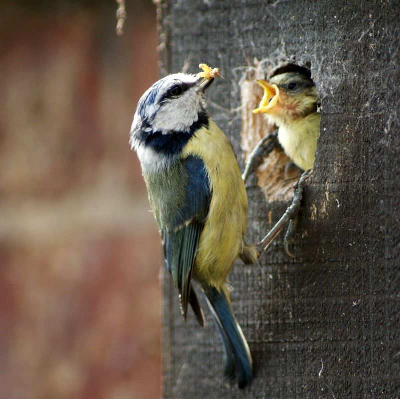 Pesticides Are Reducing Their Food Supply