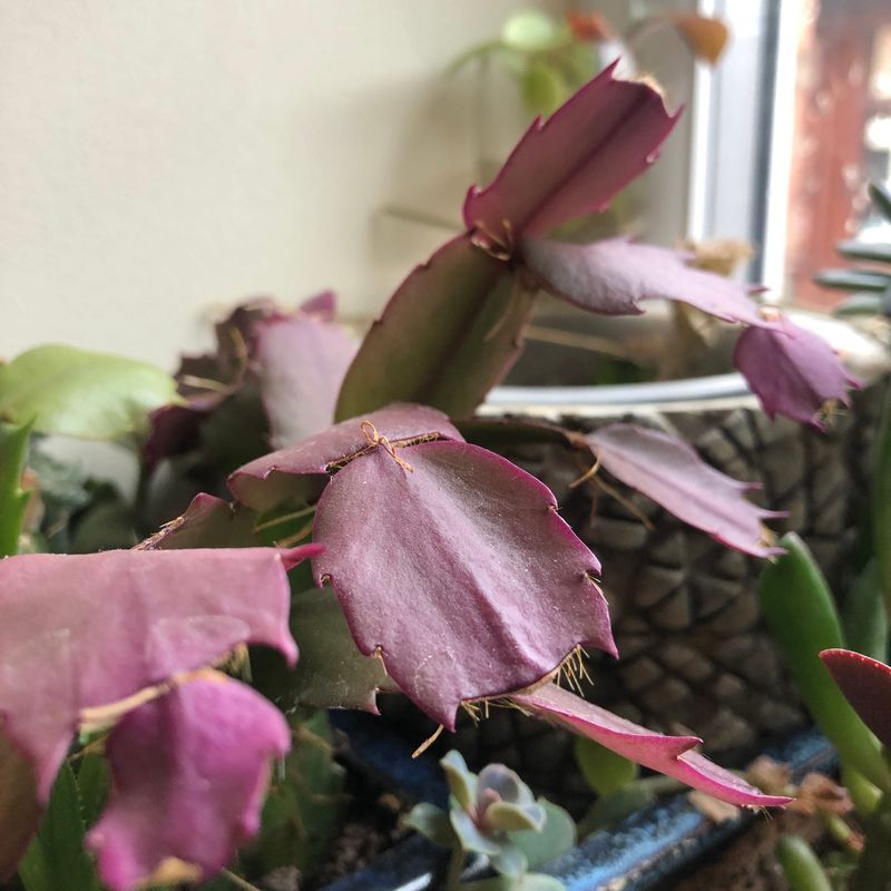 Low Humidity Indoors