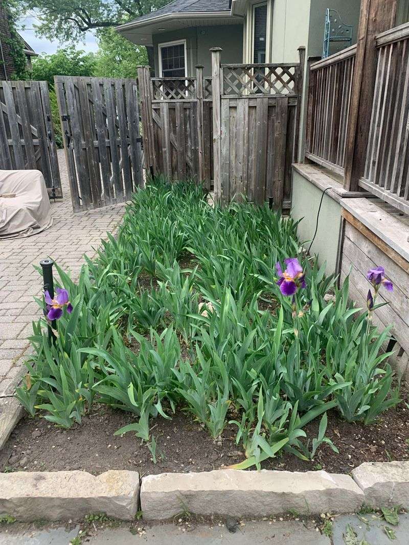 Crowded Rhizomes Stop Flowering