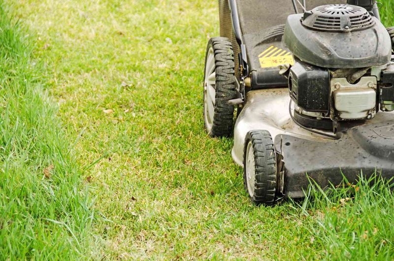 Mowing Too Soon Slows Lawn Comeback