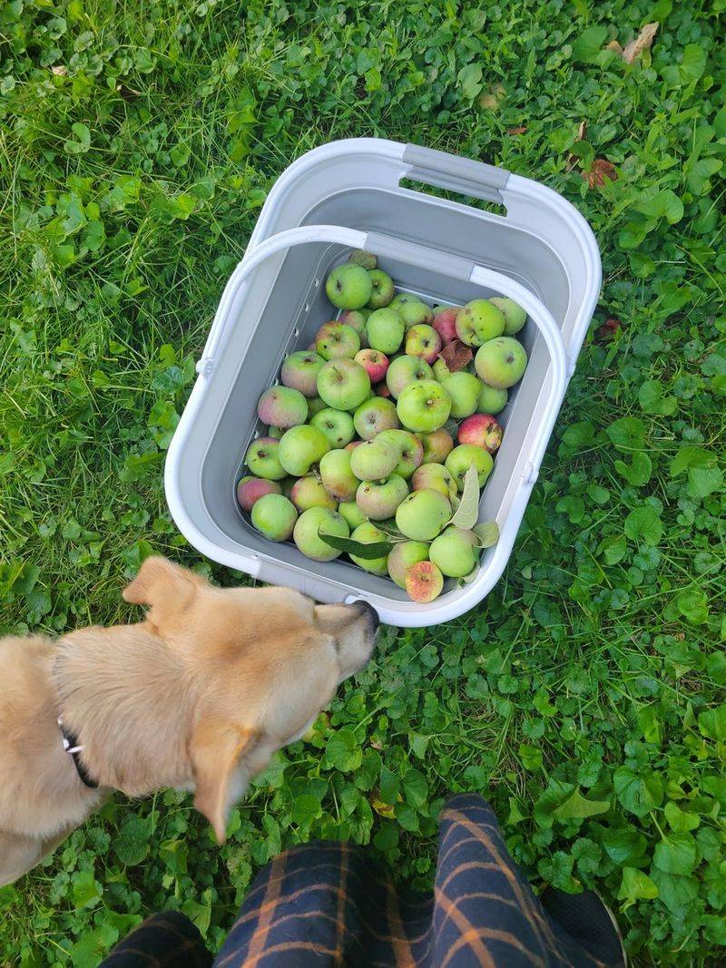 How Late-Winter Pruning Improves Harvest