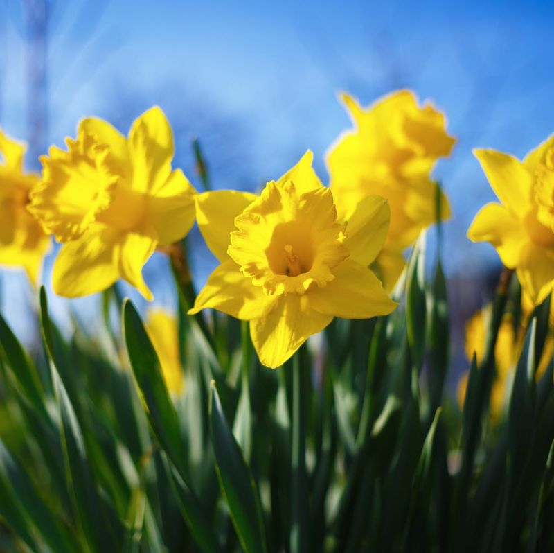 Daffodils 