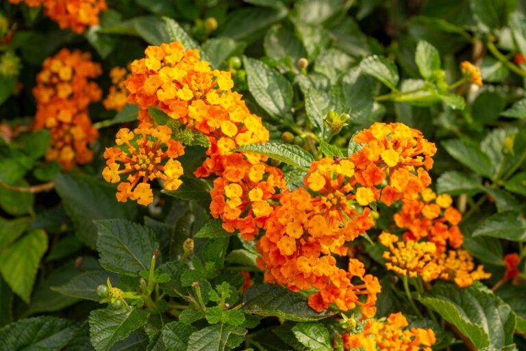 lantana