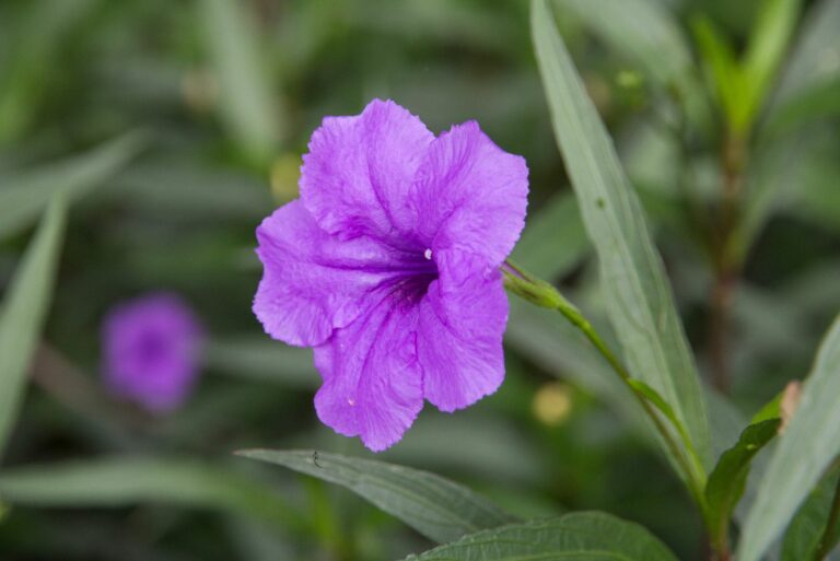 dwarf ruellia