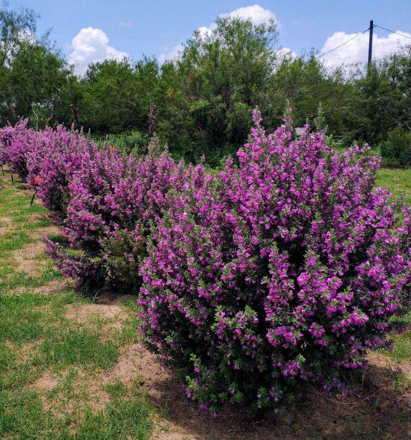 Texas Sage