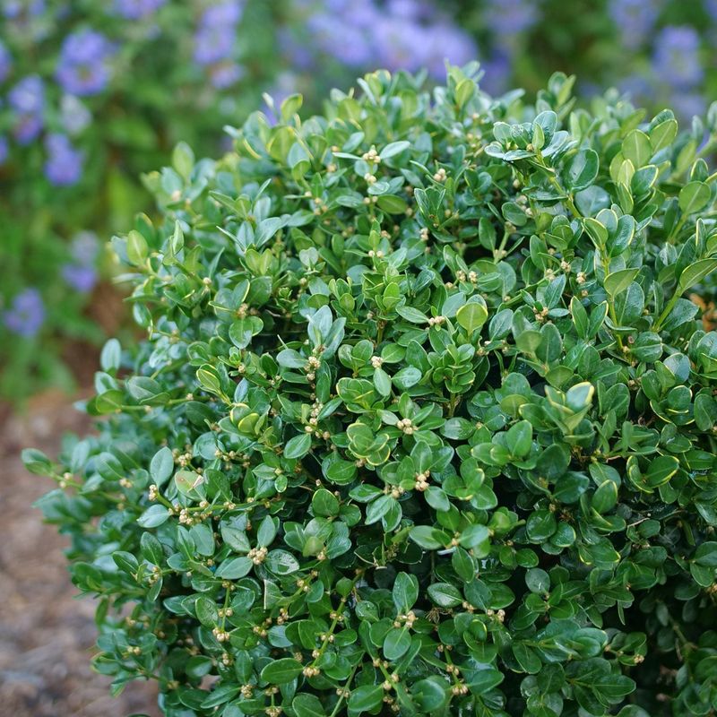 Boxwood
