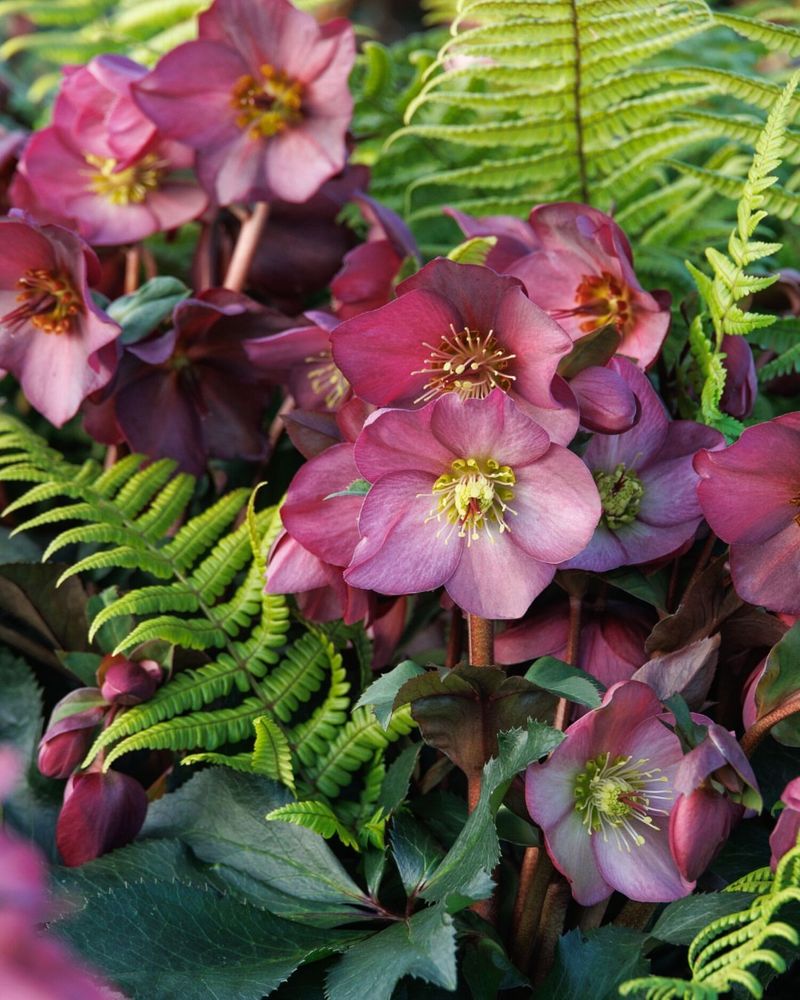 Hellebores And Ferns