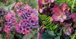 Springtime Color Combos Top 10 Spring Flower Combos For Shady Oregon Gardens