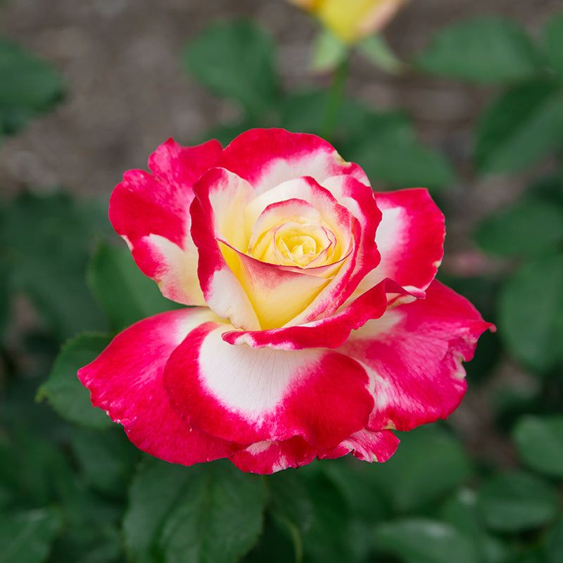 Bicolor Rose (Rosa hybrids)
