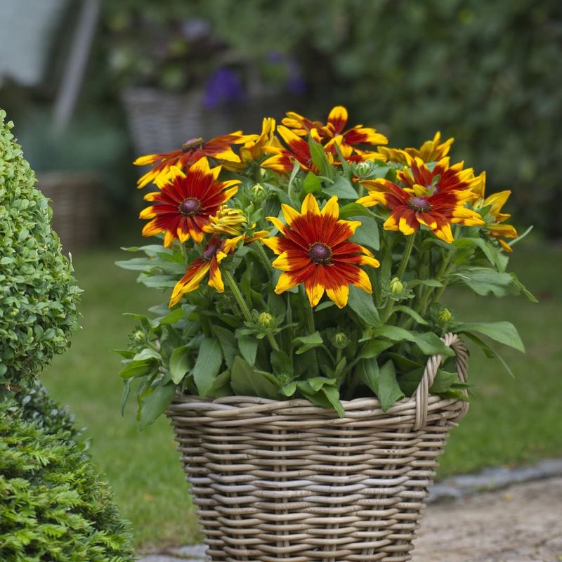 Black Eyed Susans Bring Golden Cheer