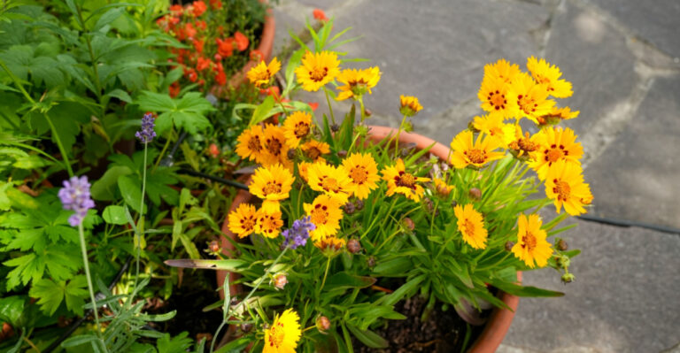 Top 11 Native Ohio Plants That Grow Beautifully In Pots