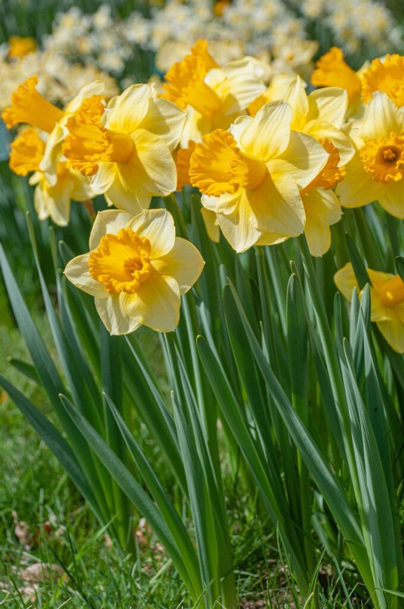 Daffodils
