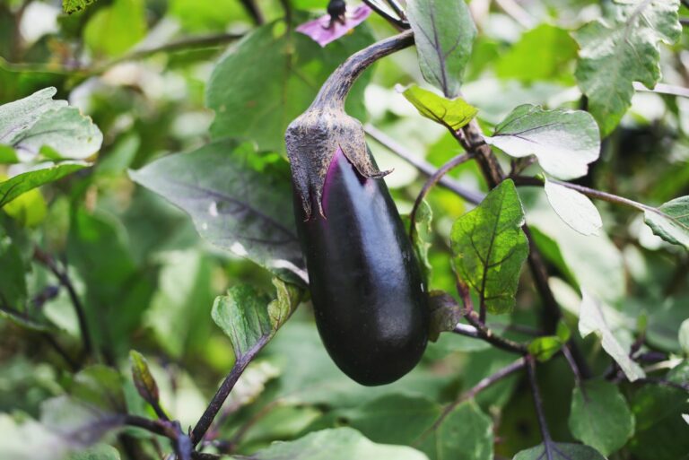 eggplant in the garden