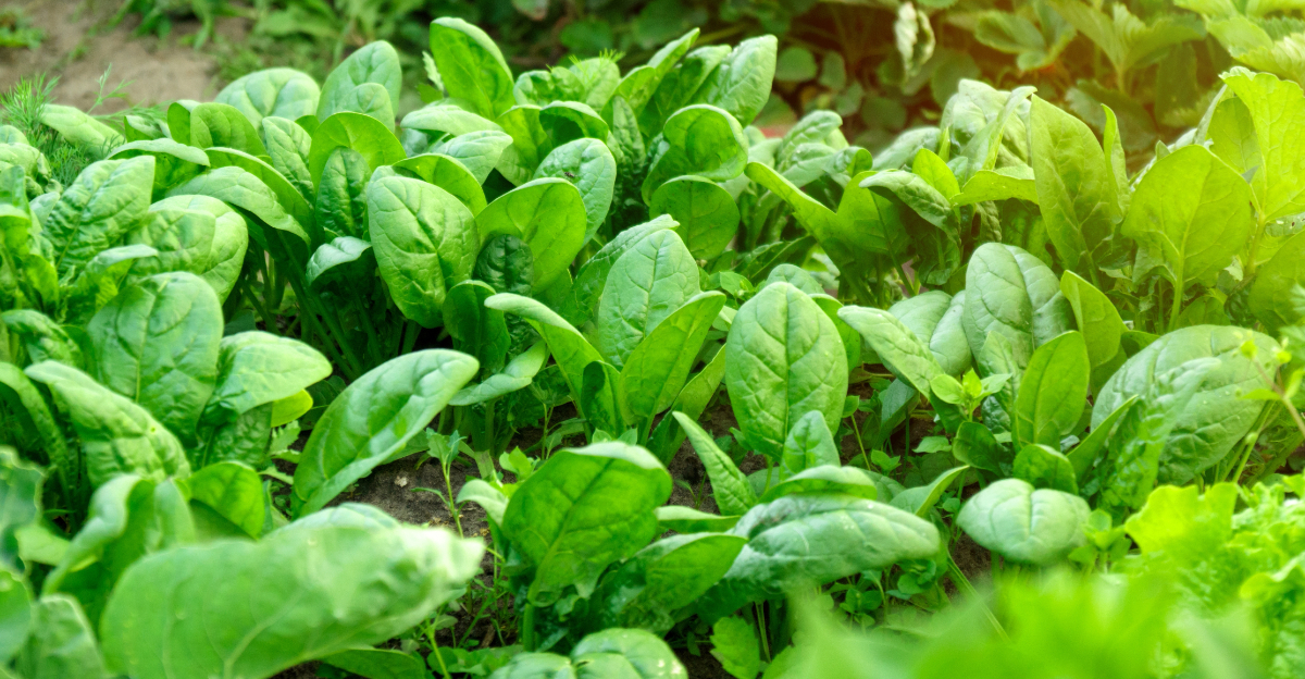 vegetables (featured image)