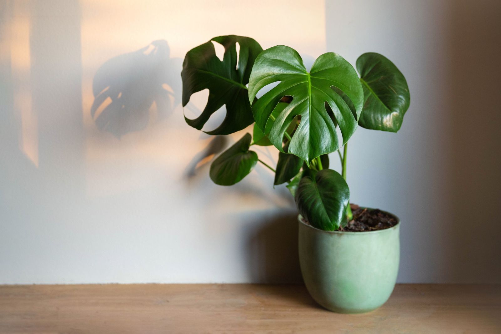 monstera plant