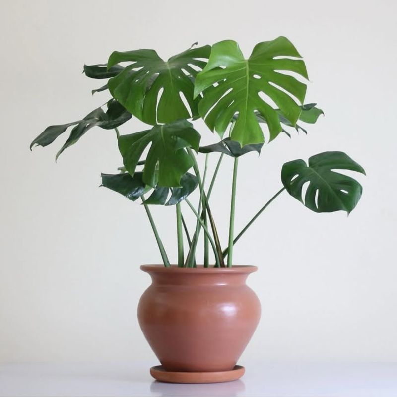 Monstera Deliciosa