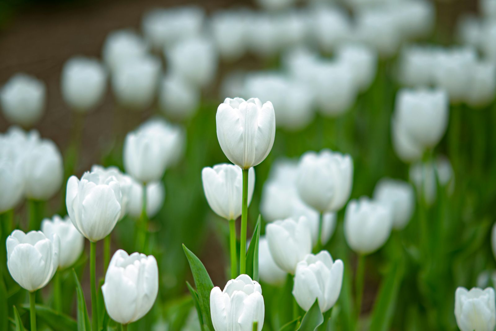 white tulips