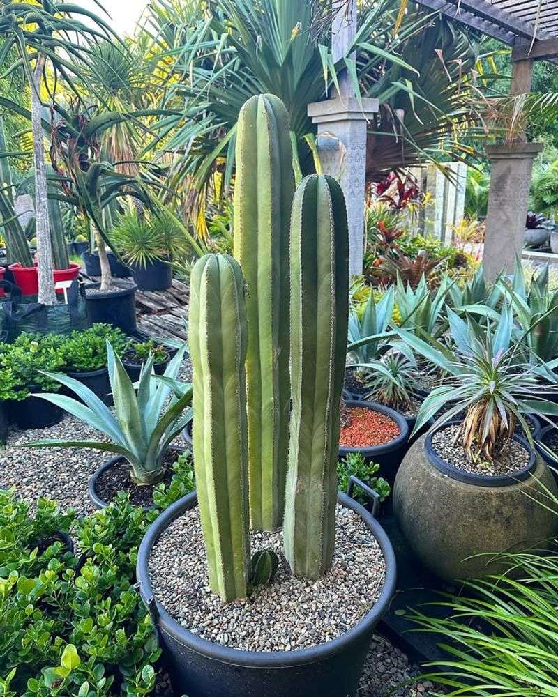 Mexican Fence Post Loves Intense Sun And Fast Drainage