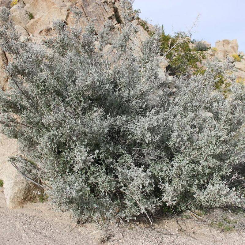 Silvery Foliage Stays Attractive On Desert Lavender