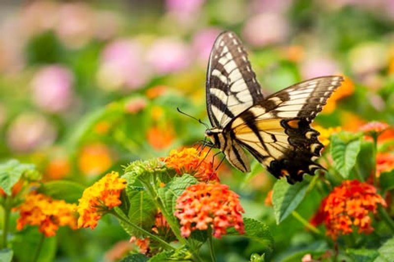Butterflies Gather Around Bright Lantana Near The Door