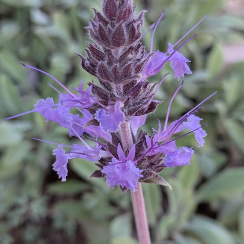 Cleveland Sage (Salvia clevelandii)