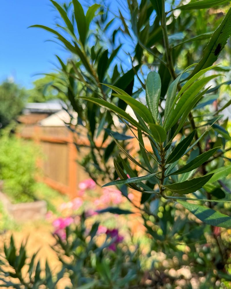 California Wax Myrtle (Morella californica)