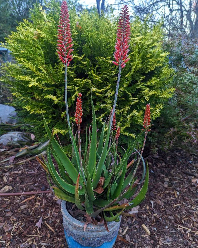 Aloe