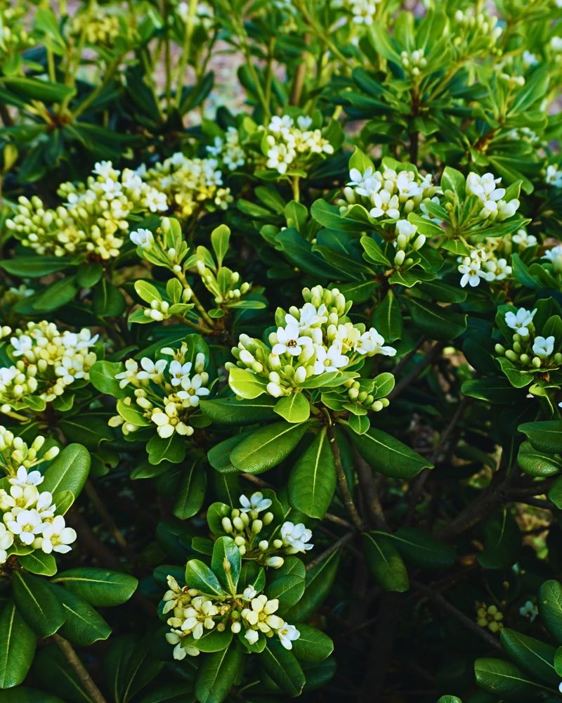Pittosporum (Pittosporum tobira)