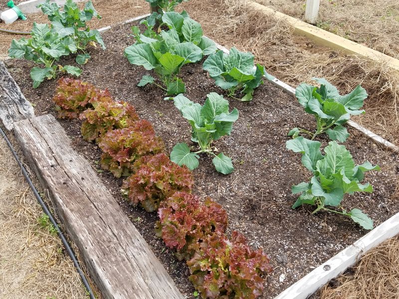 Stop Planting Before Heat And Humidity Surge