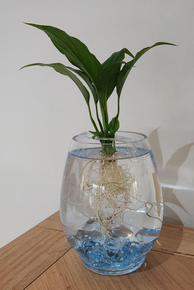 Peace Lily Adjusts Well To Water Culture Indoors