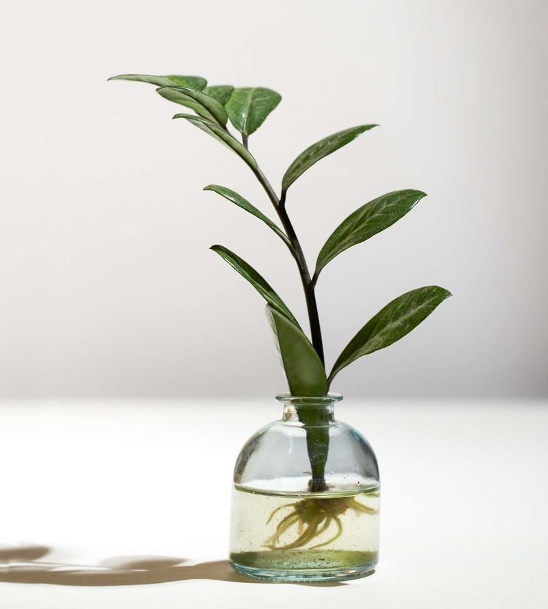 ZZ Plant Multiplies Through Division Or Rhizomes