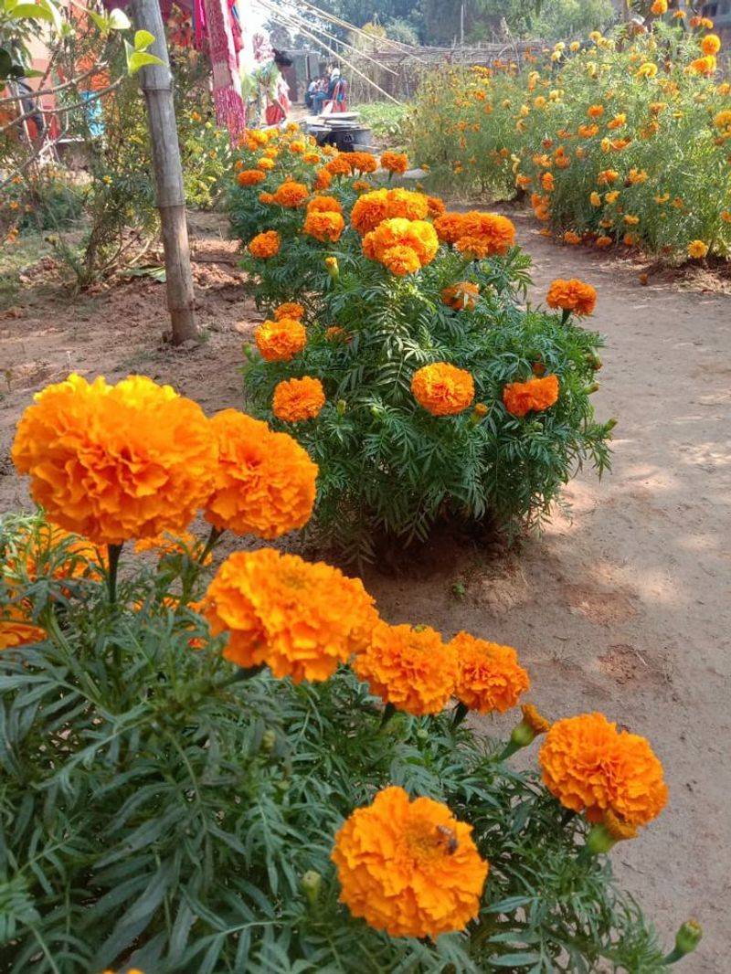 Fragrant Flowers Bring Nostalgic Memories