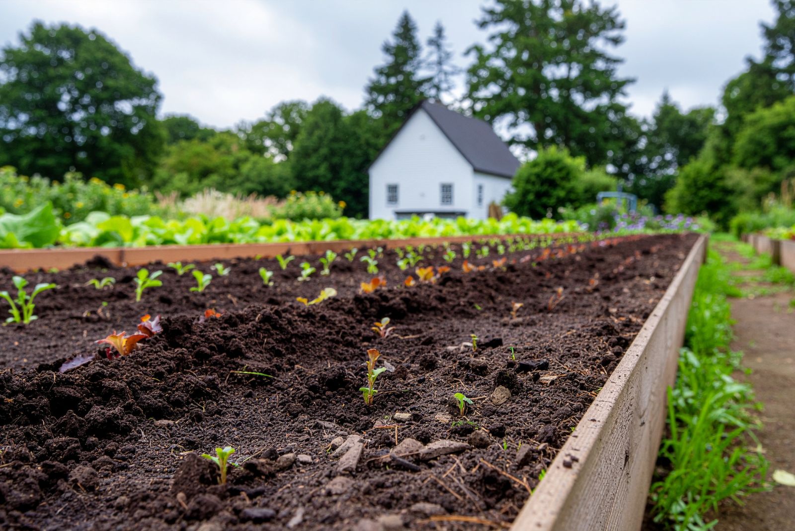 preparing garden beds