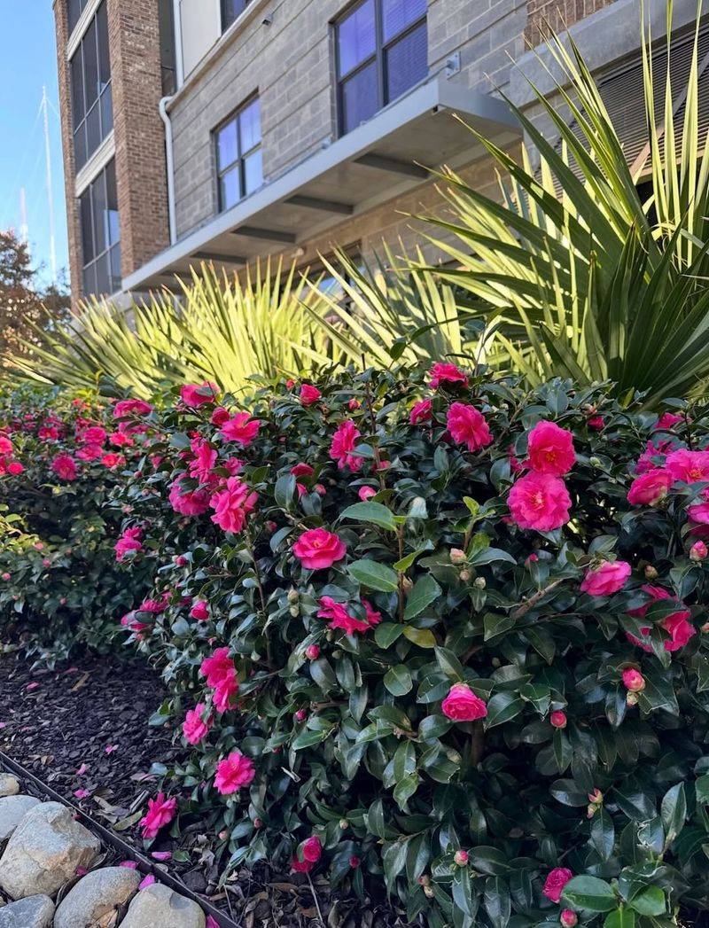 Prefers Partial Shade Often Found Near Houses