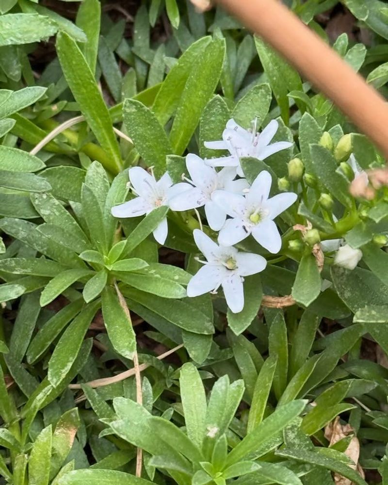 Myoporum Forms A Dense Carpet Across Large Areas