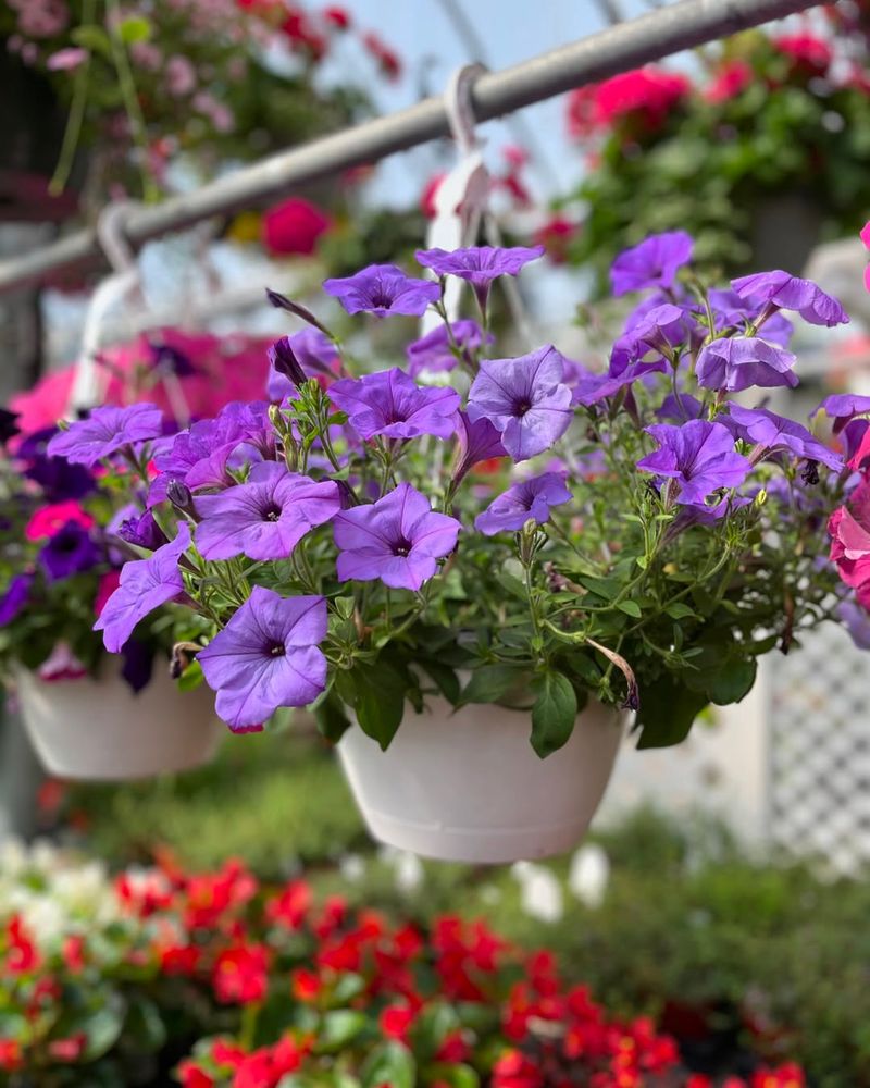 Wave Petunia (Petunia × hybrida)